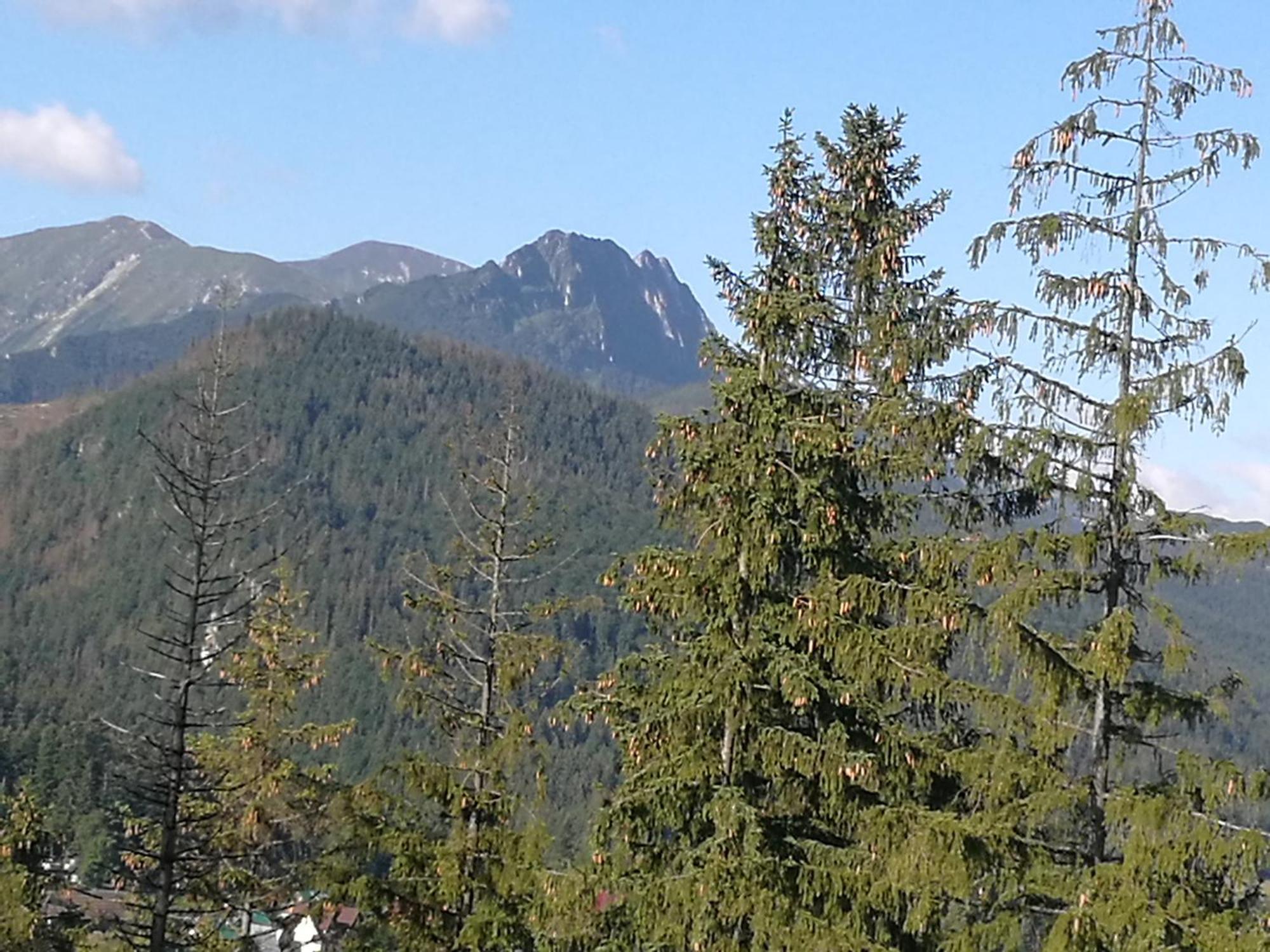 Apartament Z Kogutem Zakopane Eksteriør bilde